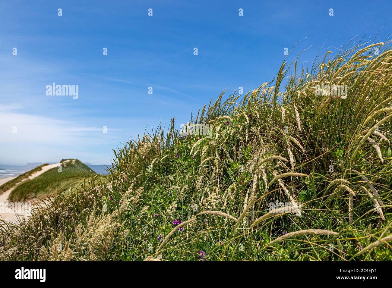Tall grasses growing on sand dunes on the Oregon coast, on a sunny summers day Stock Photo