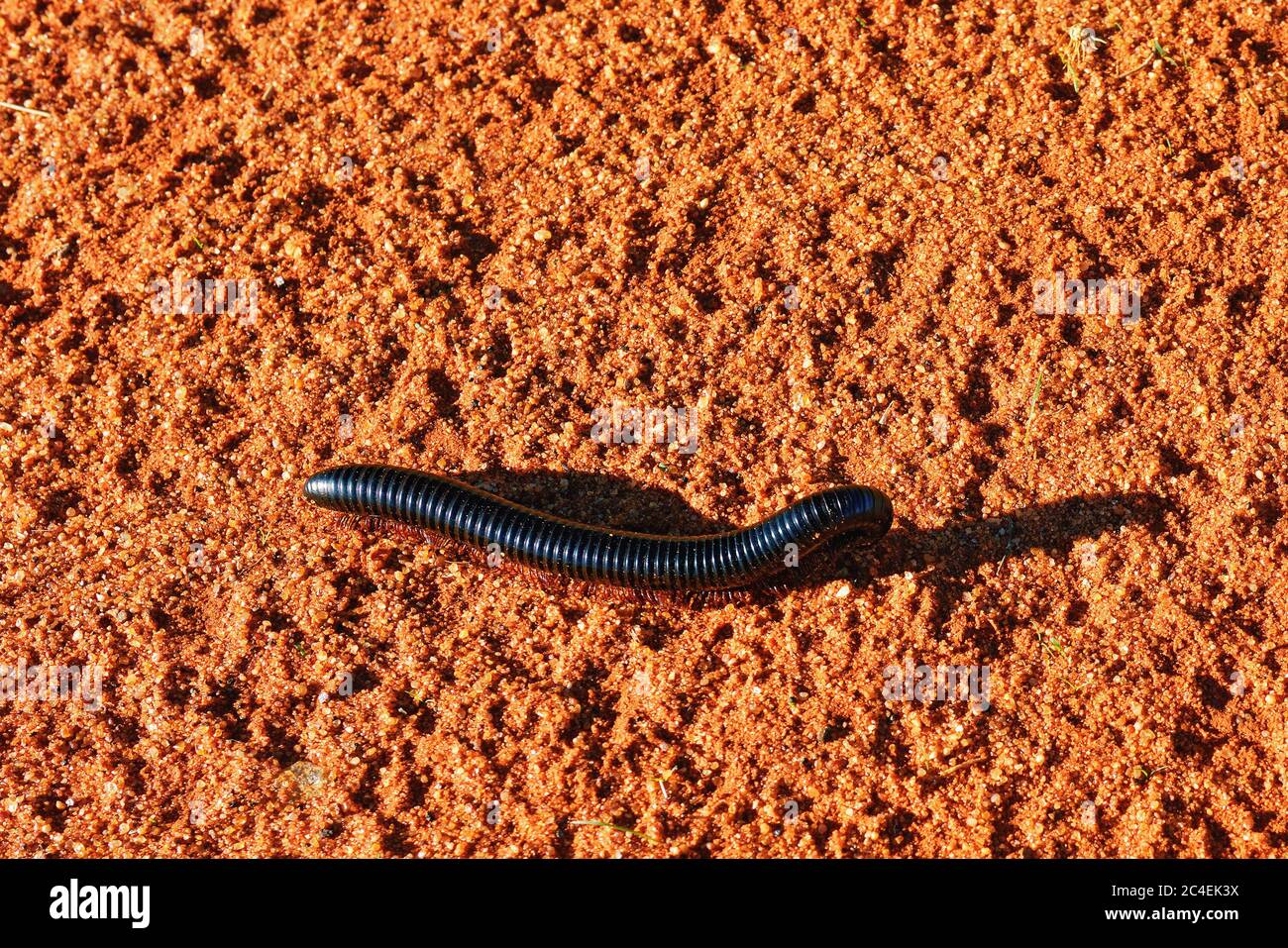 Julida (millipedes) in the Kalahari desert, Namibia, Africa Stock Photo