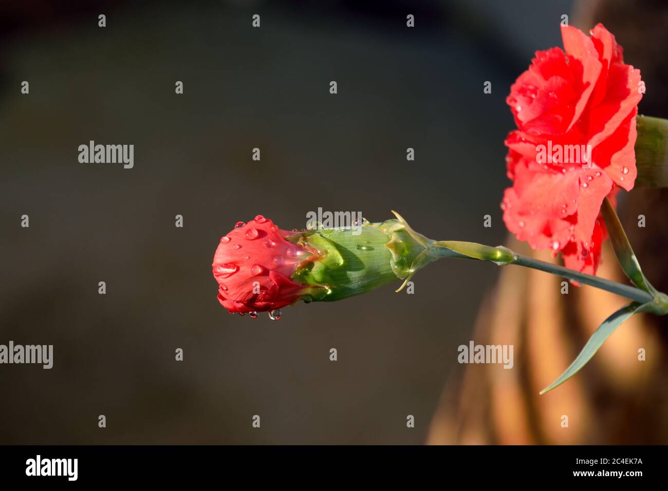 Carnation garden hires stock photography and images Alamy