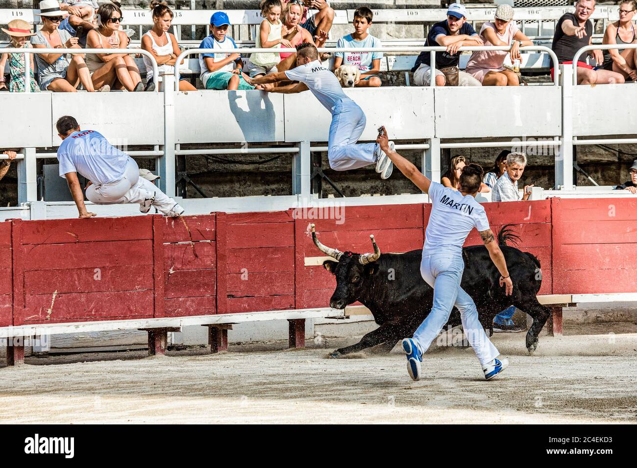 France Camargue - Arles - The Camarguese Courses is a non-violent bullfight that takes place mainly in the south of France, mainly in the Camargue. Stock Photo