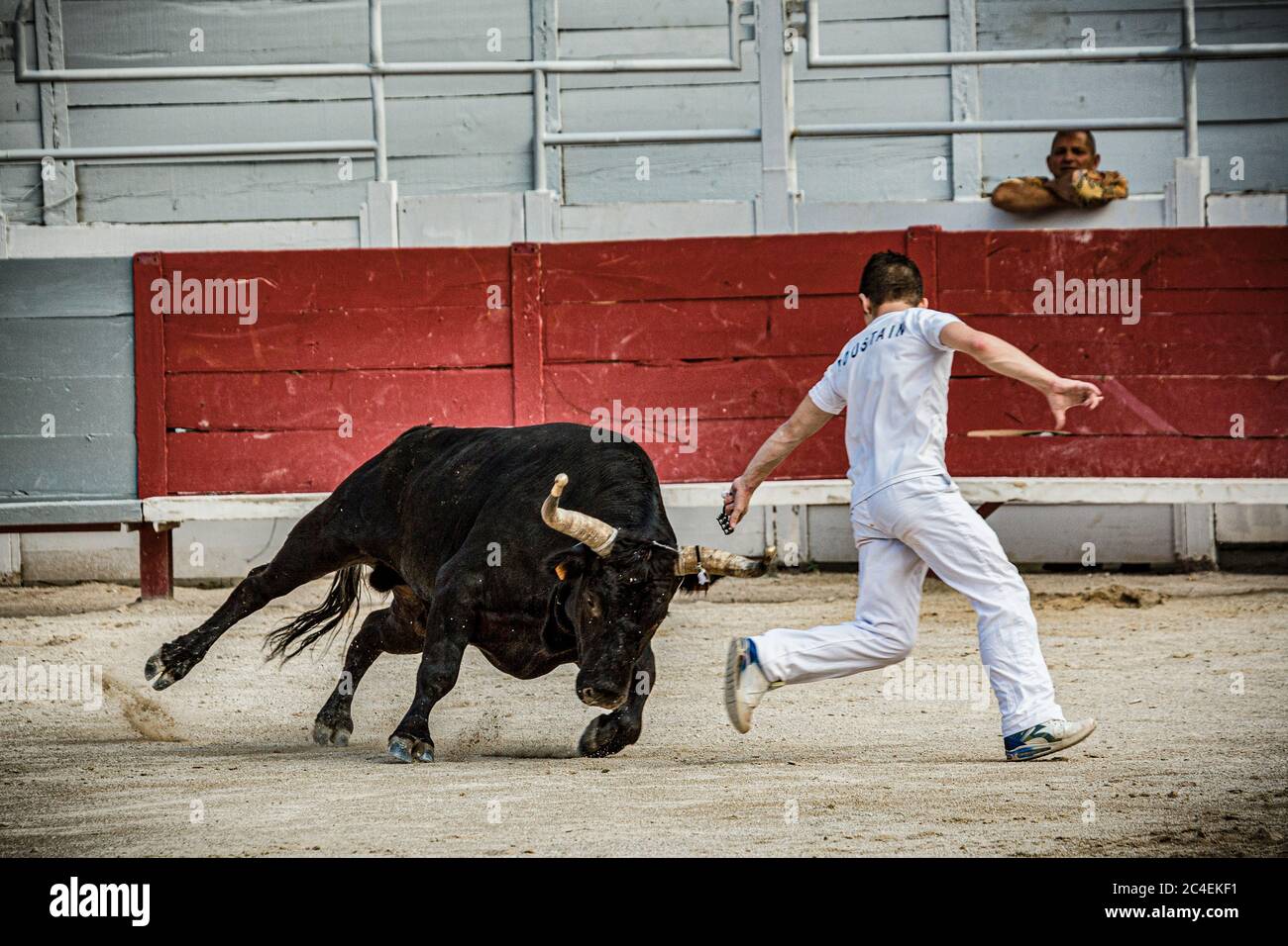 France Camargue - Arles - The Camarguese Courses is a non-violent bullfight that takes place mainly in the south of France, mainly in the Camargue. Stock Photo