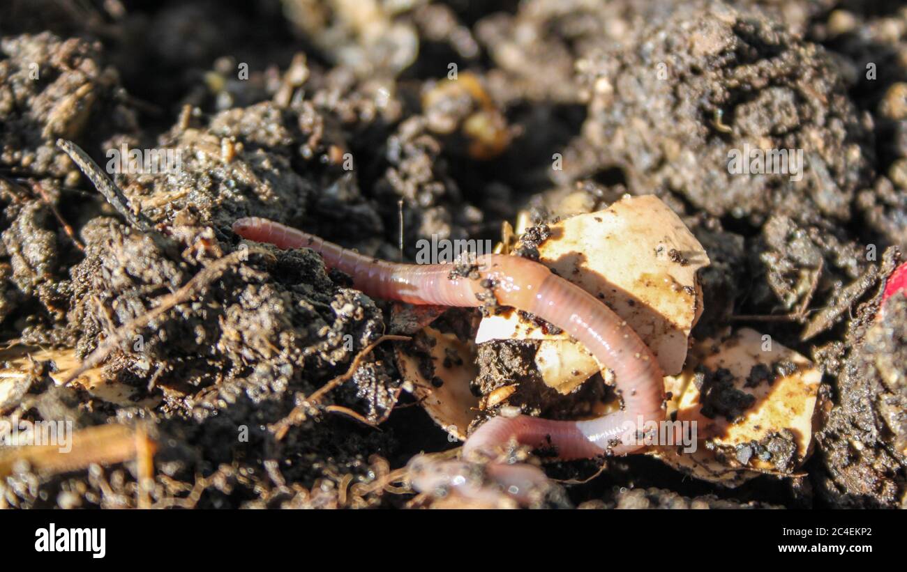Vermiculture hires stock photography and images Alamy