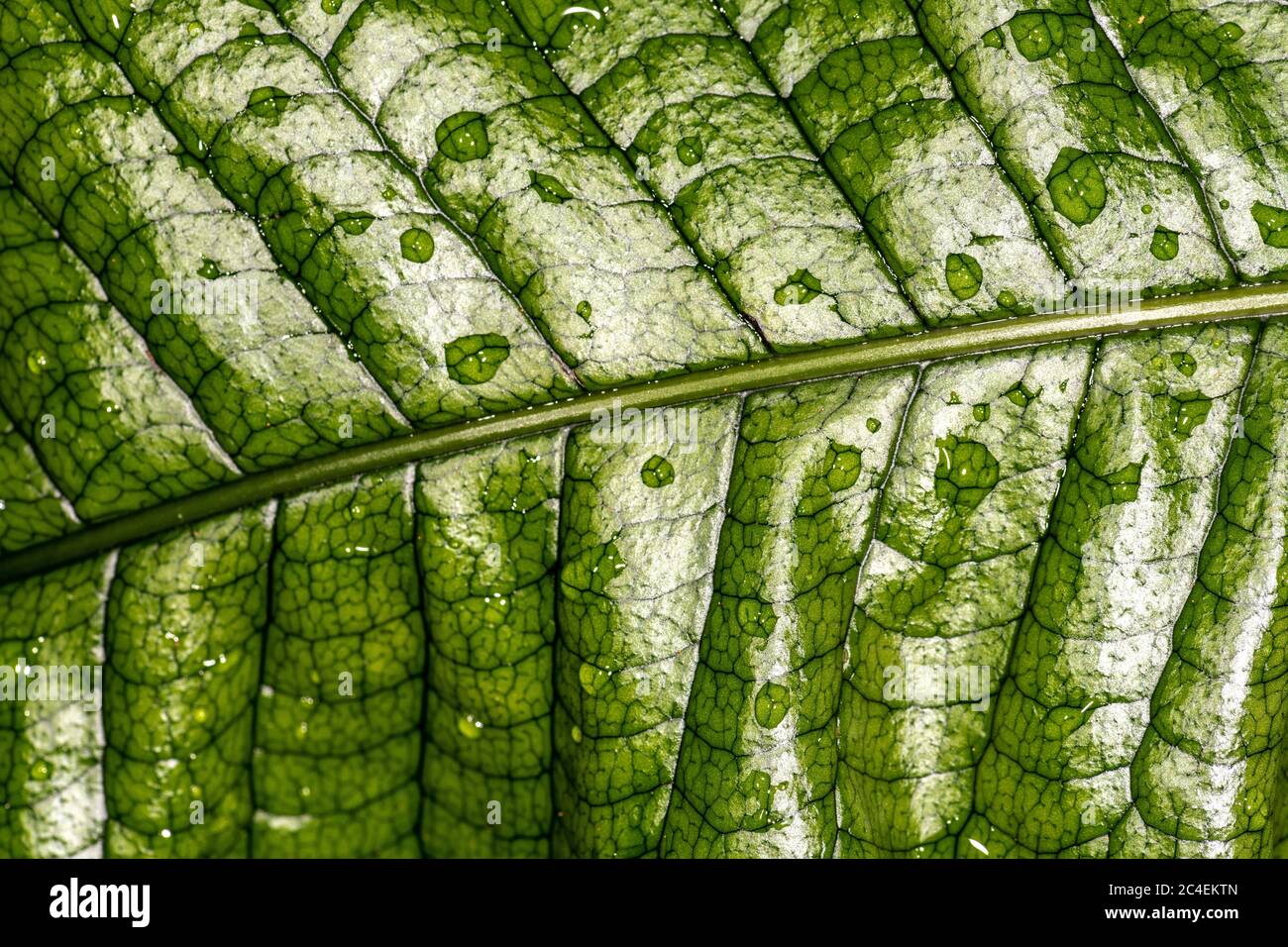 Crocodile Fern Leaf (Microsorum musifolium) Stock Photo