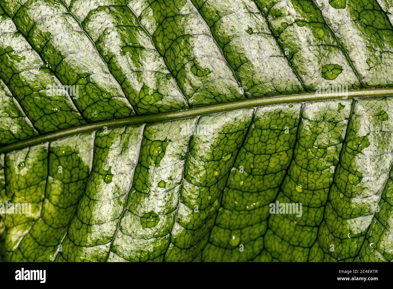 Crocodile Fern Leaf (Microsorum musifolium) Stock Photo