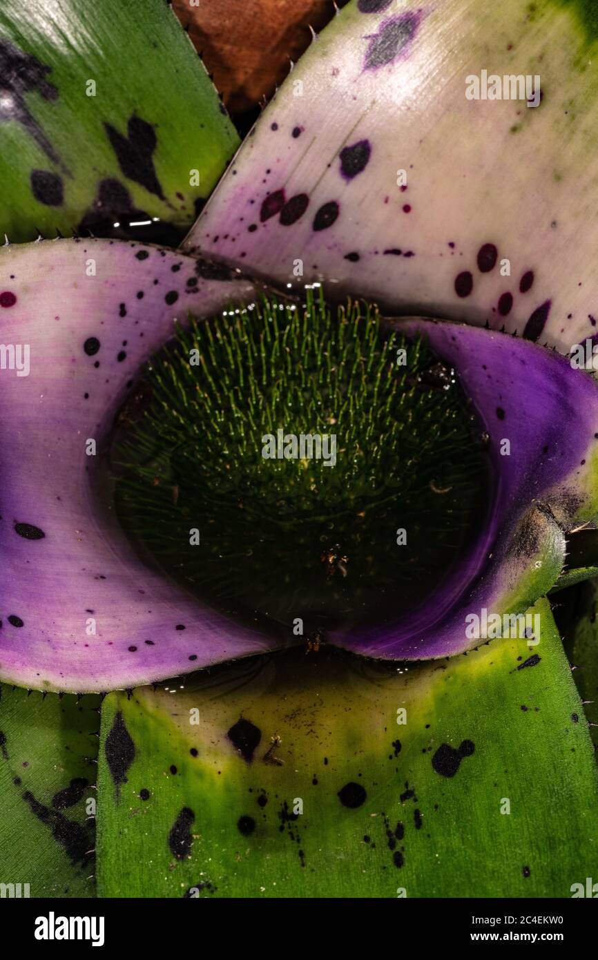 Bromeliad Inflorescence (Neoregelia concentrica) Stock Photo