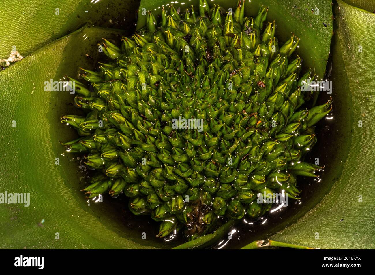 Bromeliad Flower Inflorescence (Neoregelia cruenta) Stock Photo