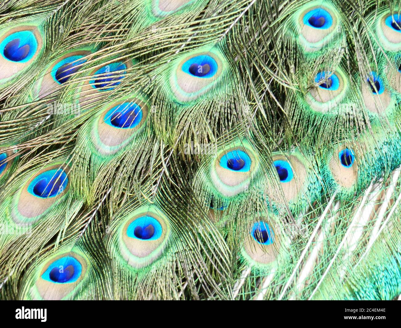 Peacock Stock Photo