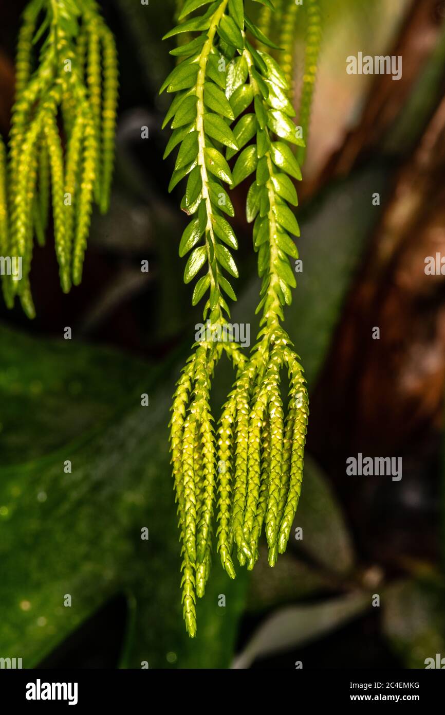 Clubmoss (Huperzia phlegmarioides) Stock Photo