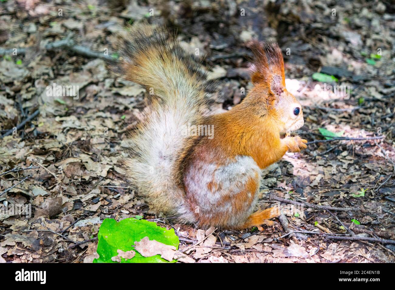 A young red squirrel looks for fallen nuts in the forest Stock Photo