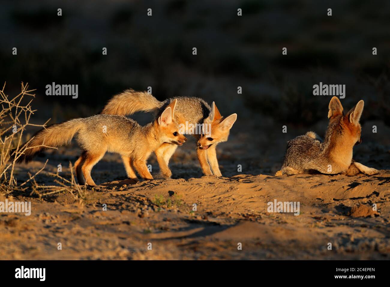 Cape foxes (Vulpes chama) at their den in early morning light, Kalahari desert, South Africa Stock Photo