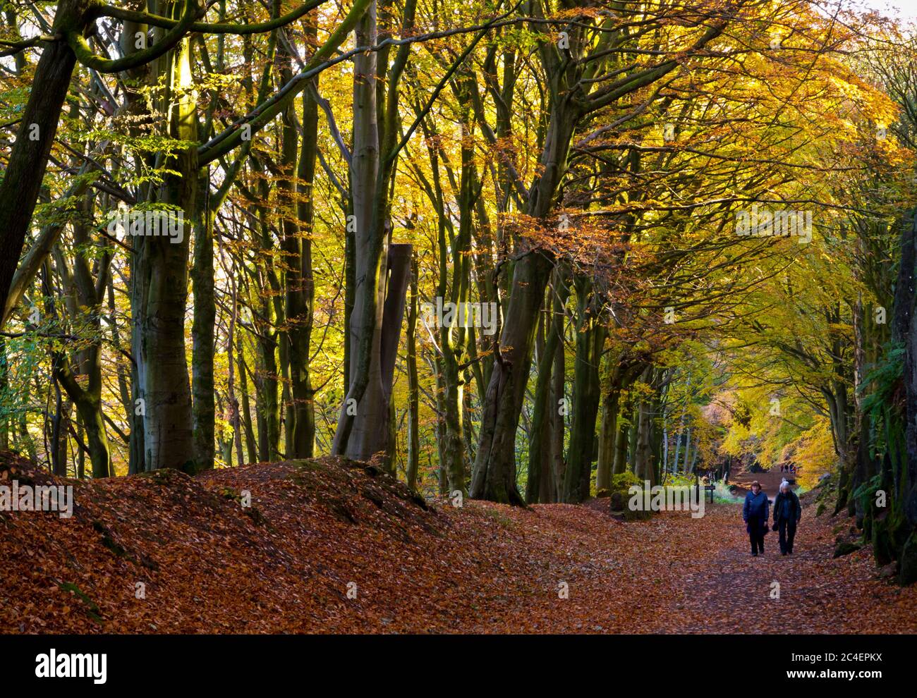 Walkers underneath a canopy of autumn trees on the High Peak Trail near Cromford in the Derbyshire Peak District England UK Stock Photo