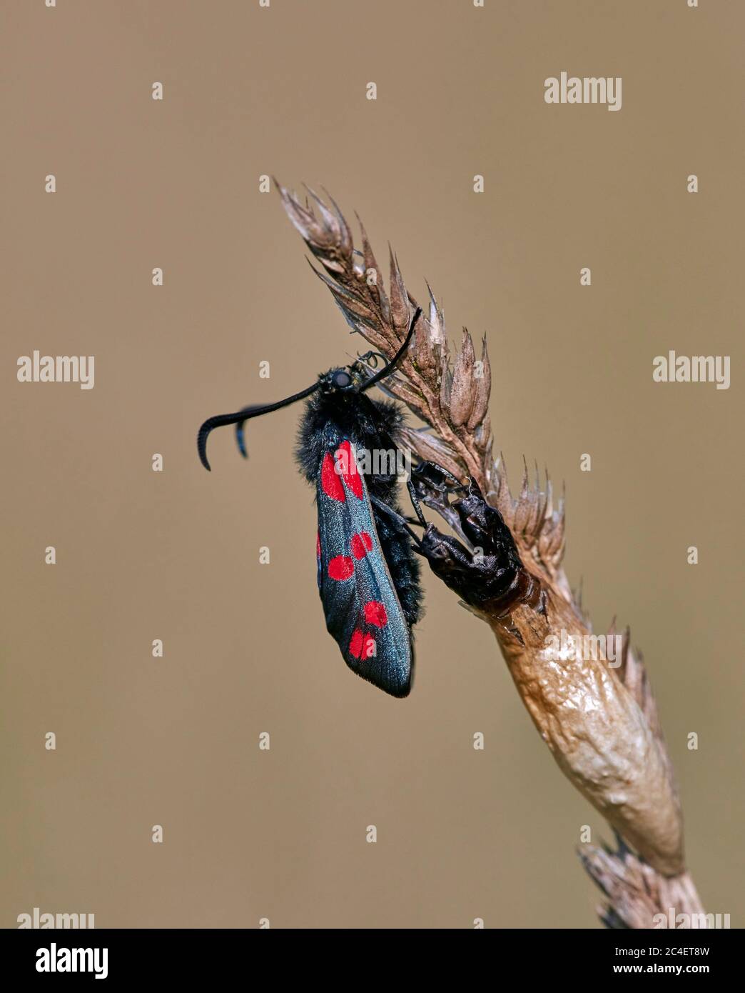 Six-spot Burnet moth recently emerged from its chrysalis. Hurst Meadows, East Molesey, Surrey, England. Stock Photo