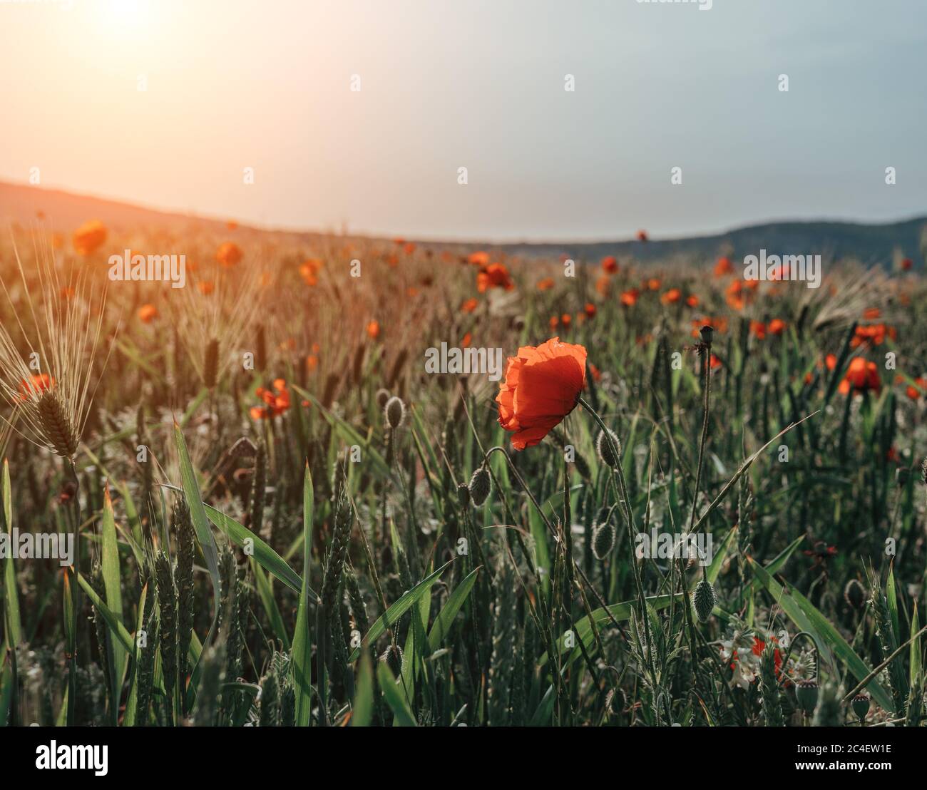 field with green grass and red poppies against the sunset sky ...