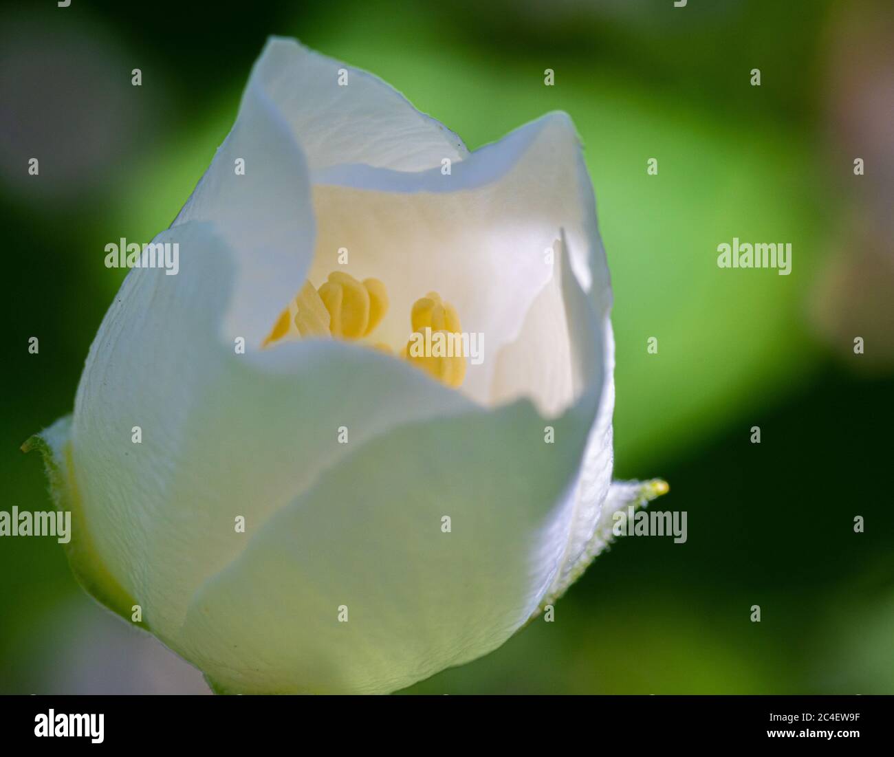 Jasmine flower growing on the bush in garden with sun rays and bokeh