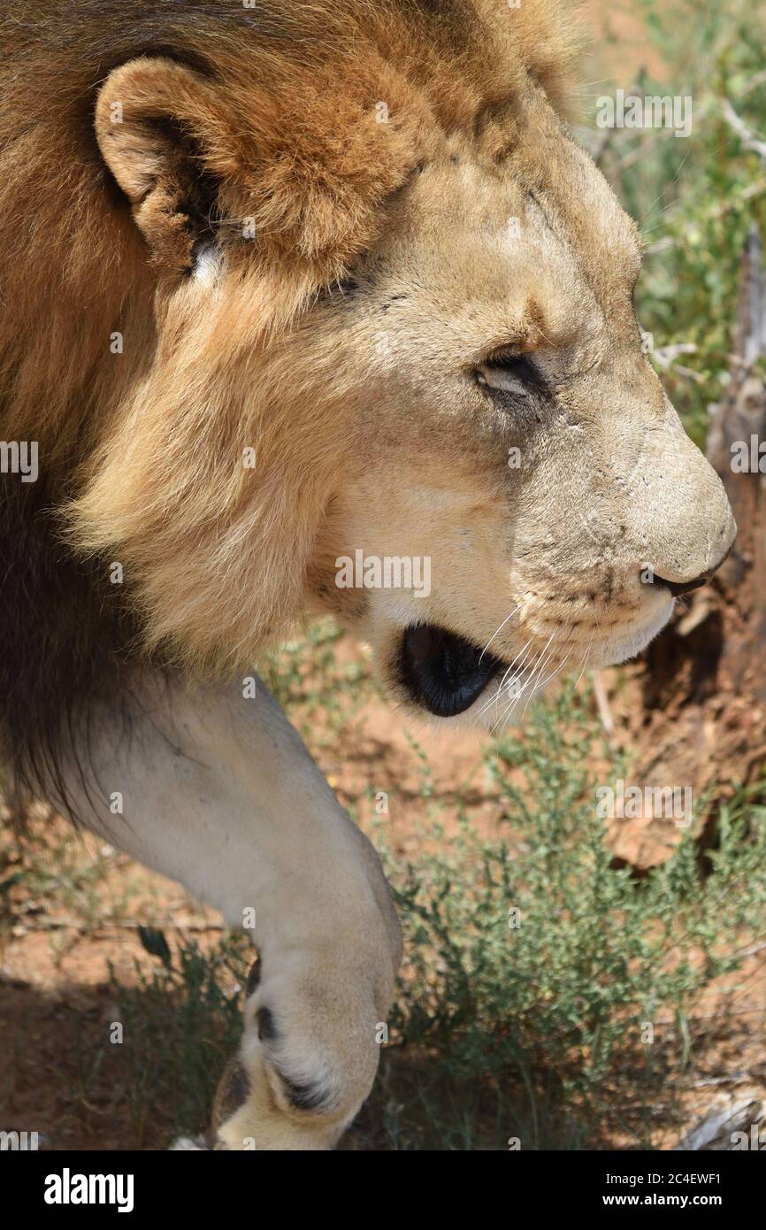 Closeup portrait african lion hi-res stock photography and images - Alamy