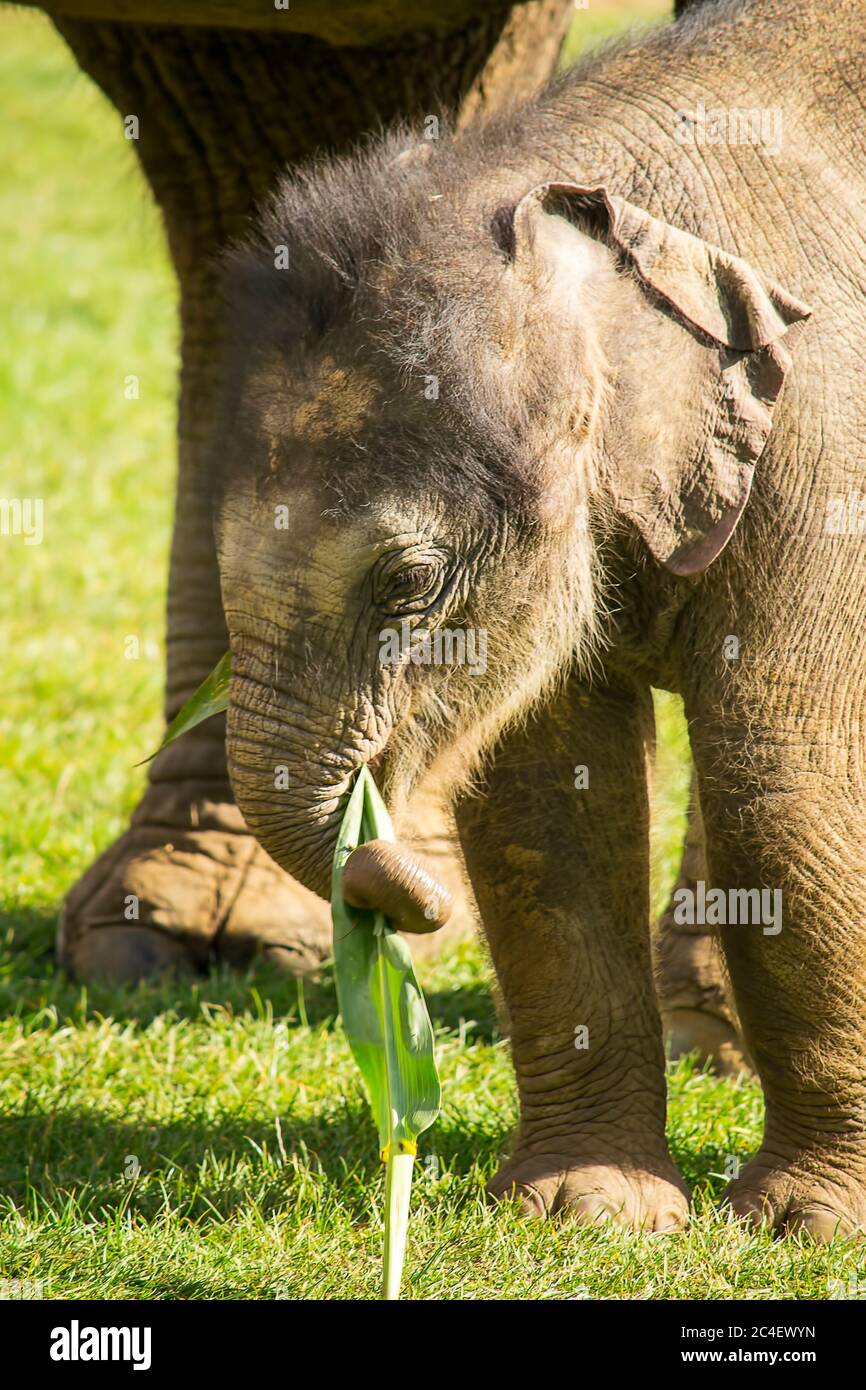 A month old baby indian elephant eating plants Stock Photo Alamy