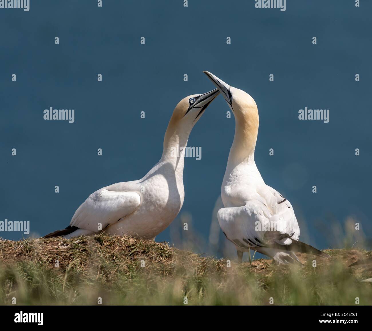 Northern Gannets (Morus) on the cliffs Stock Photo
