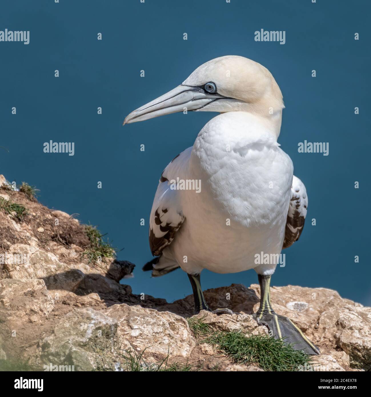 Juvenile Northern Gannets (Morus) on the cliffs Stock Photo