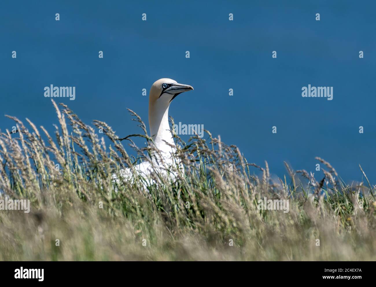 Northern Gannets (Morus) on the cliffs Stock Photo