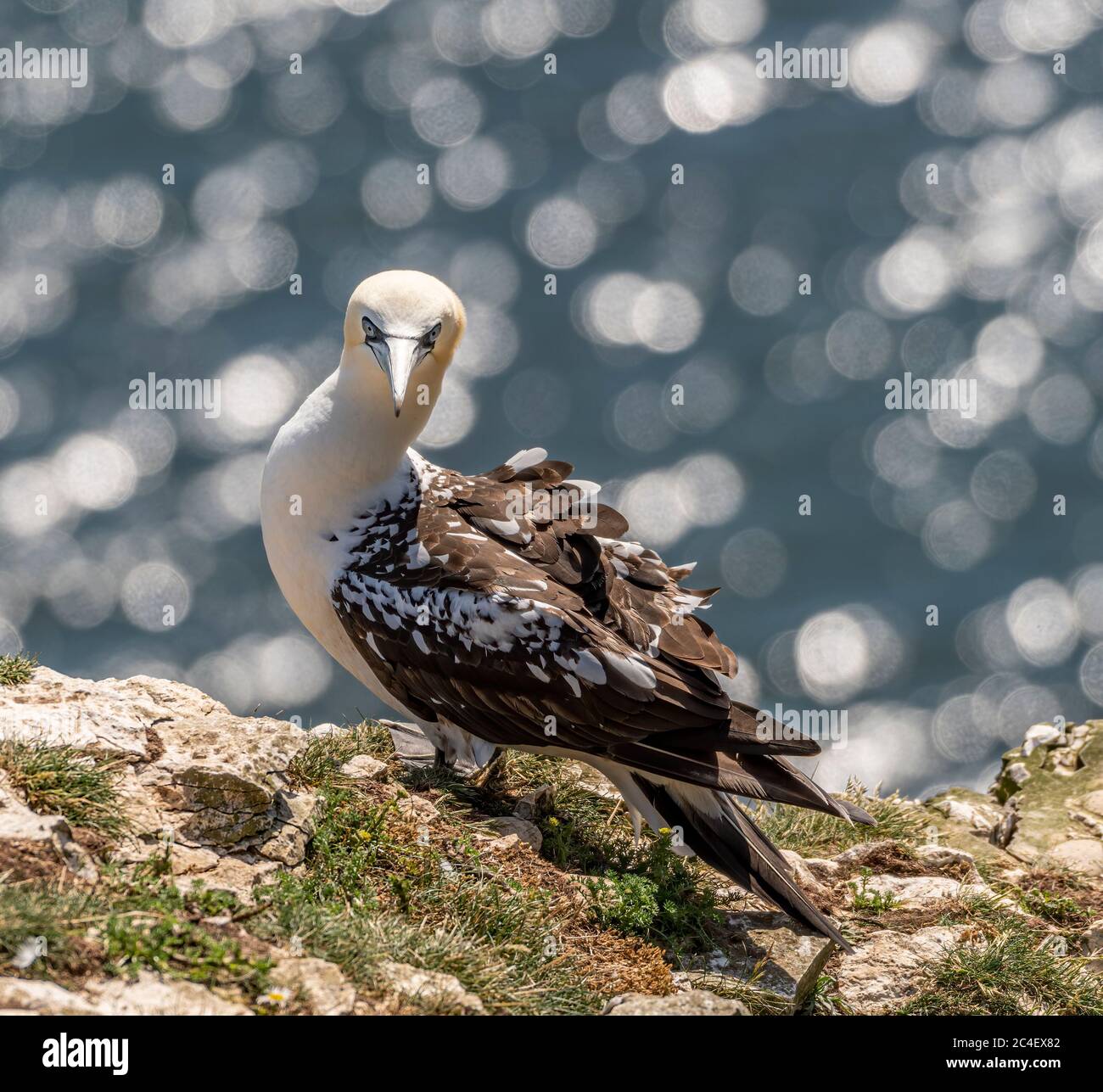 Juvenile Northern Gannets (Morus) on the cliffs Stock Photo