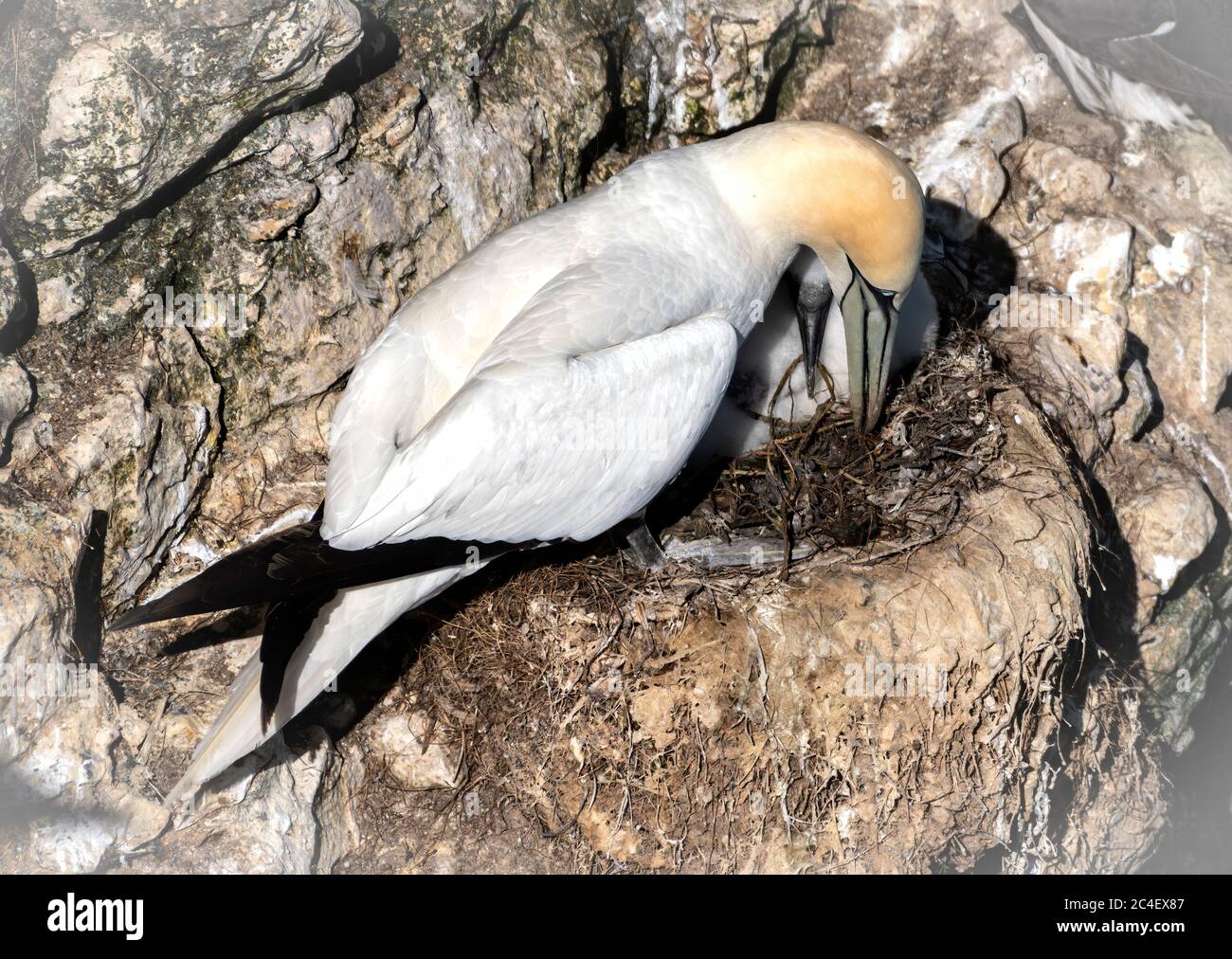 Northern Gannet (Morus) chick in the nest  on the cliffs Stock Photo
