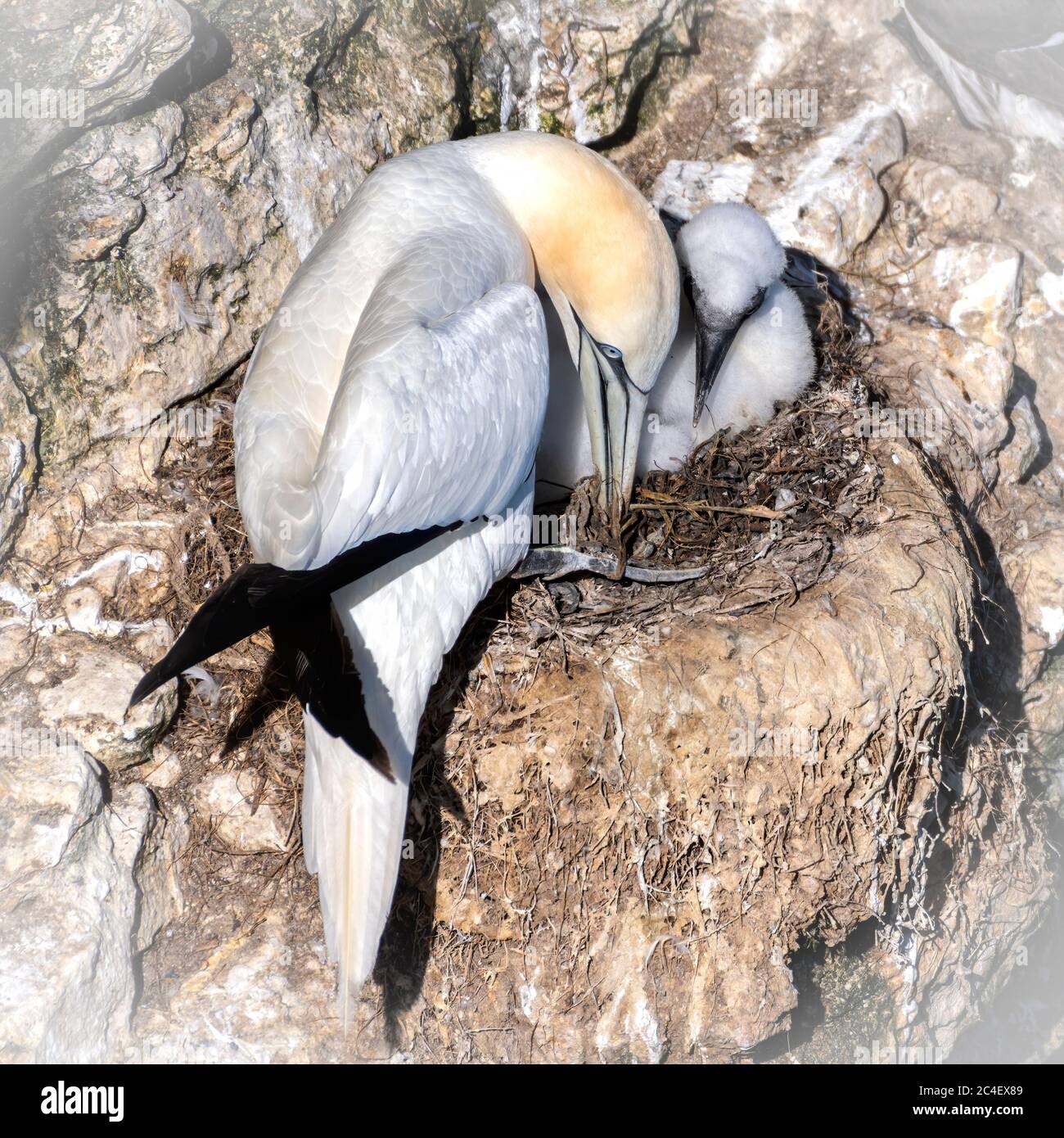 Northern Gannet (Morus) chick in the nest  on the cliffs Stock Photo