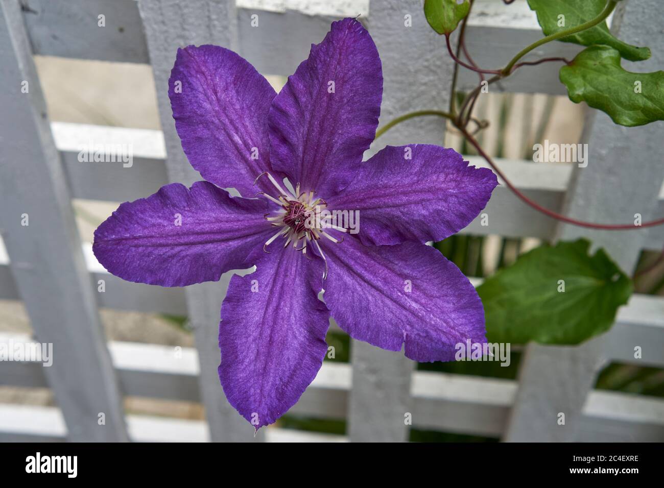 Closeup of a single deep purple Lasurstern clematis flower and vine against a white wooden lattice trellis Stock Photo