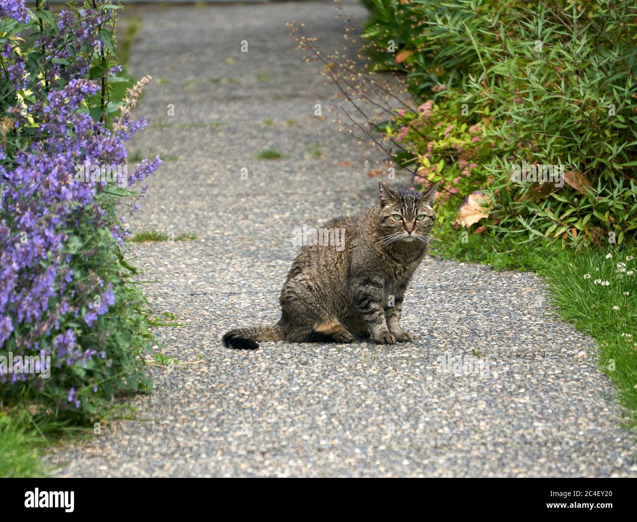 Cross-looking grumpy tabby cat sitting on a garden path Stock Photo