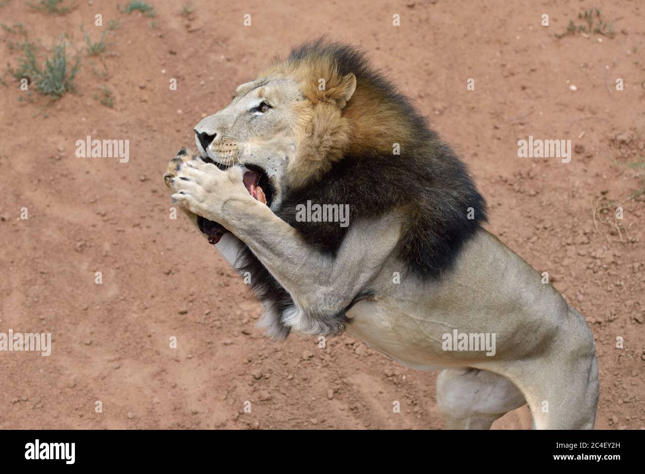 Male lion eatiing meat in African savanna, Namibia Stock Photo - Alamy