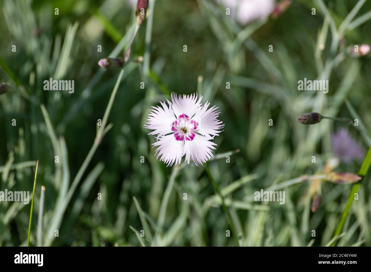 Pale pink flower of Dianthus gratianopolitanus, commonly known as the Cheddar pink Stock Photo
