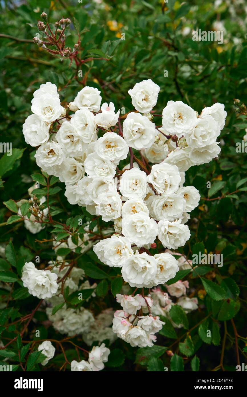 Closeup of a cluster of white double rose flowers Stock Photo