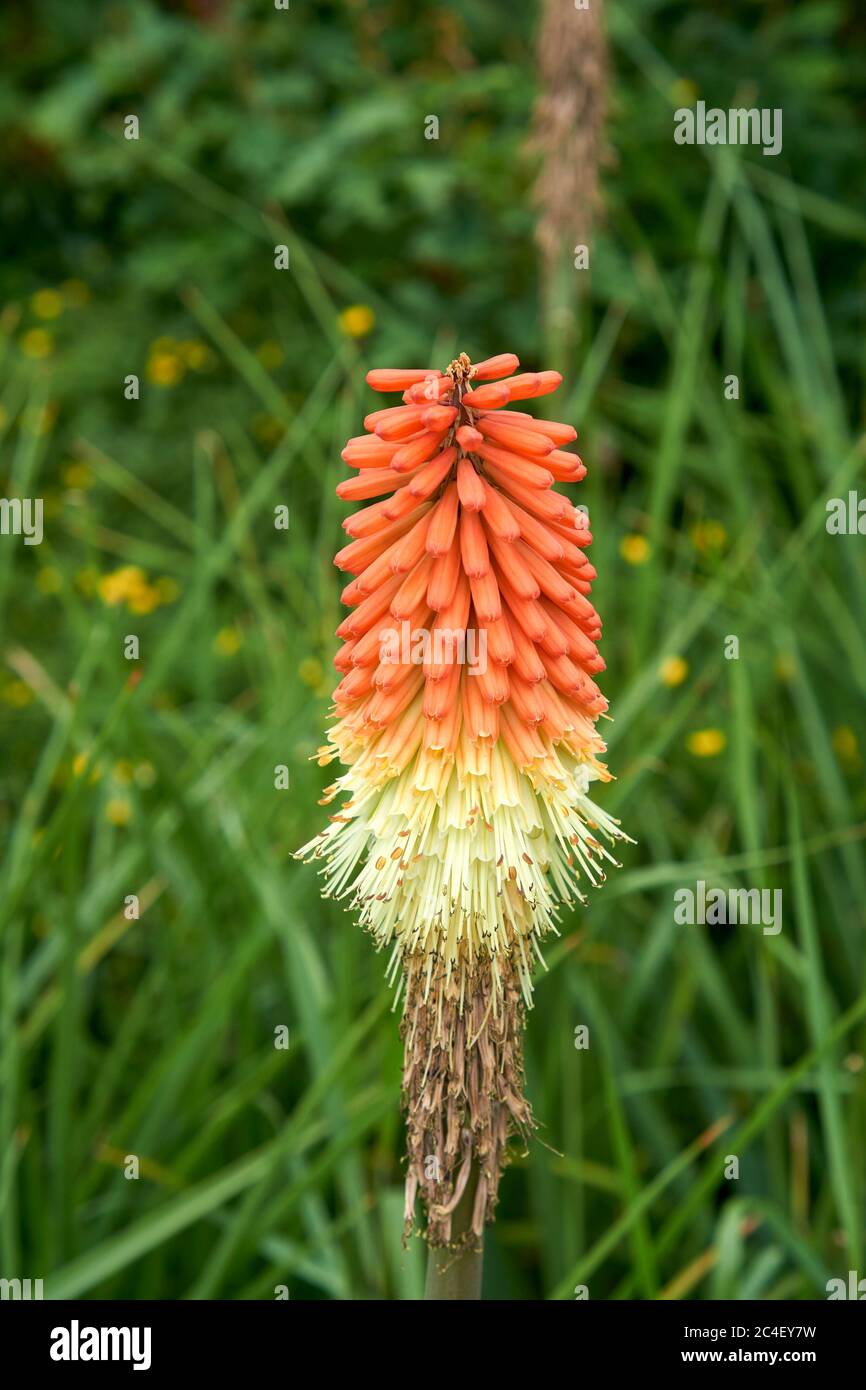 Closeup of a late stage Red Hot Poker or Torch Lily flower (Kniphofia uvaria) about halfway through its flowering period Stock Photo