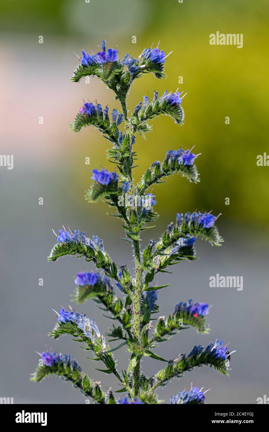 Vivid blue flowers of Echium vulgare — known as viper's bugloss and blueweed Stock Photo
