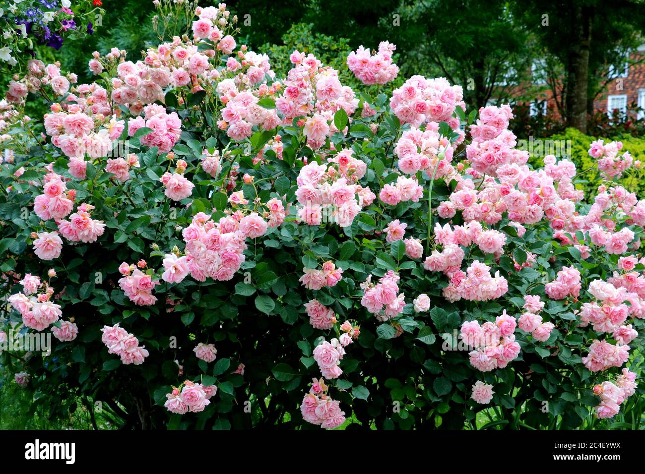 Pink English Shrub Roses english shrub rose in pink Stock Photo - Alamy