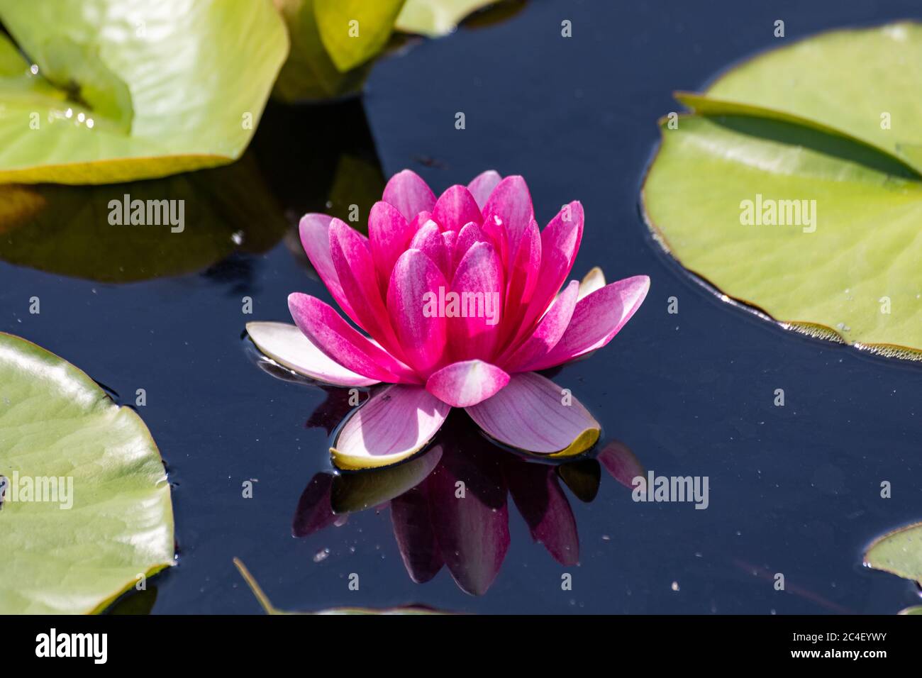 Pink flower of Nymphaea 'Attraction' Stock Photo