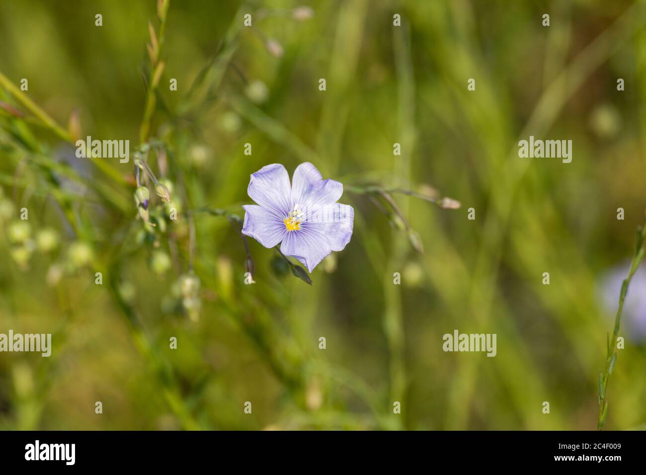 Pale blue flower of Linum perenne, the perennial flax, blue flax or lint Stock Photo