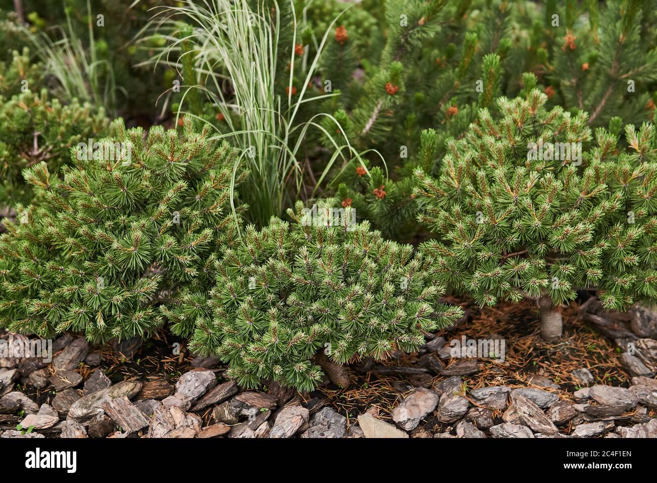 fragment of landscape design using dwarf mugo pines Stock Photo Alamy