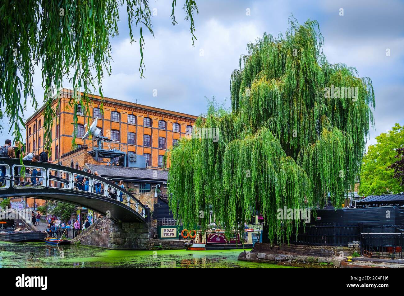 London, UK, Aug 2019,  weeping willow by the Regent's Canal in Camden Town Stock Photo