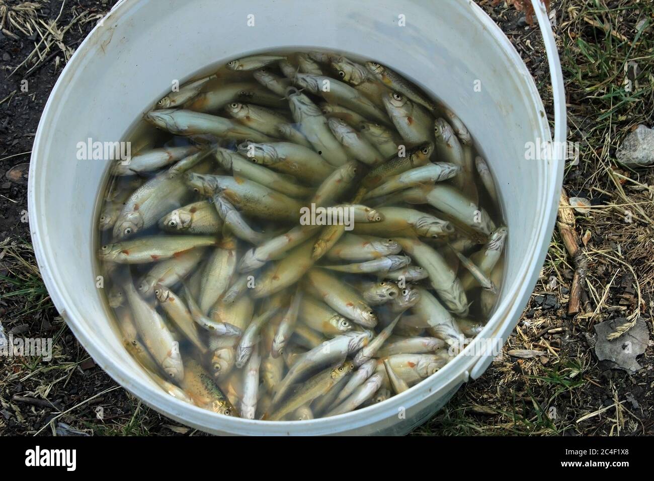 Full bucket of fish. Barbel caught in the river. River fish Stock Photo -  Alamy