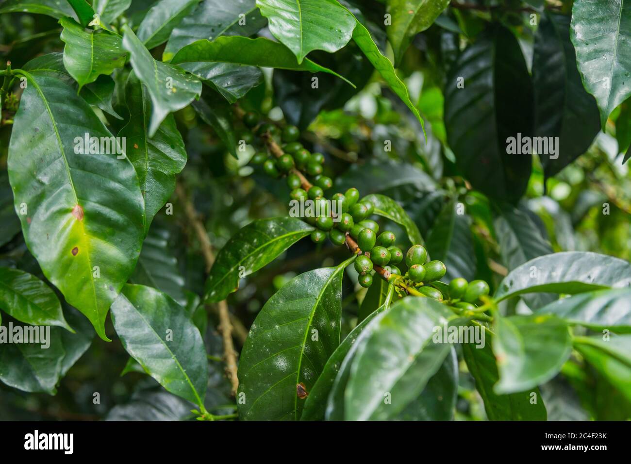 Raw green coffee beans, in Panama Stock Photo Alamy