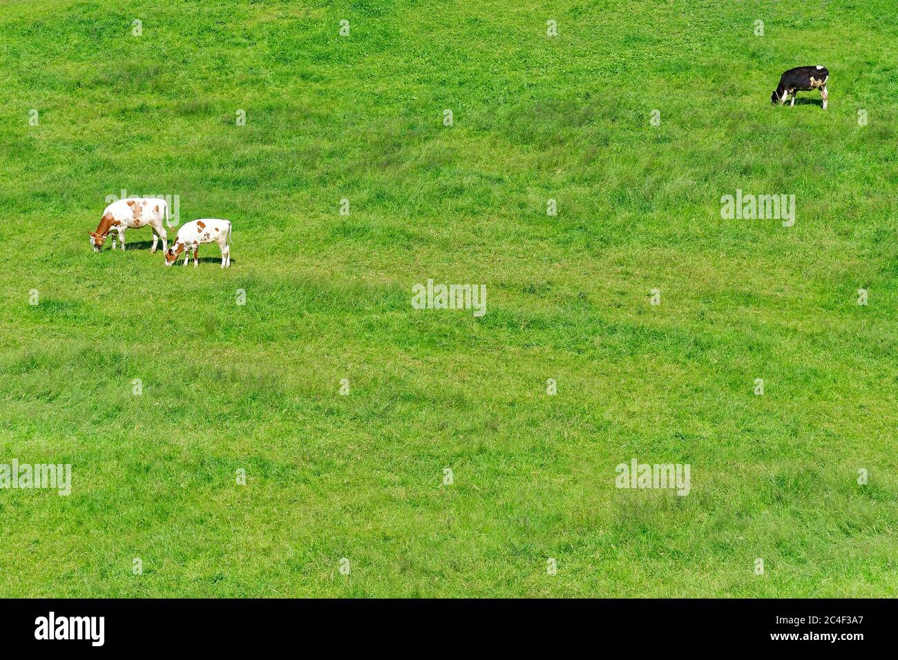 Three cows grazing in a large green field Stock Photo