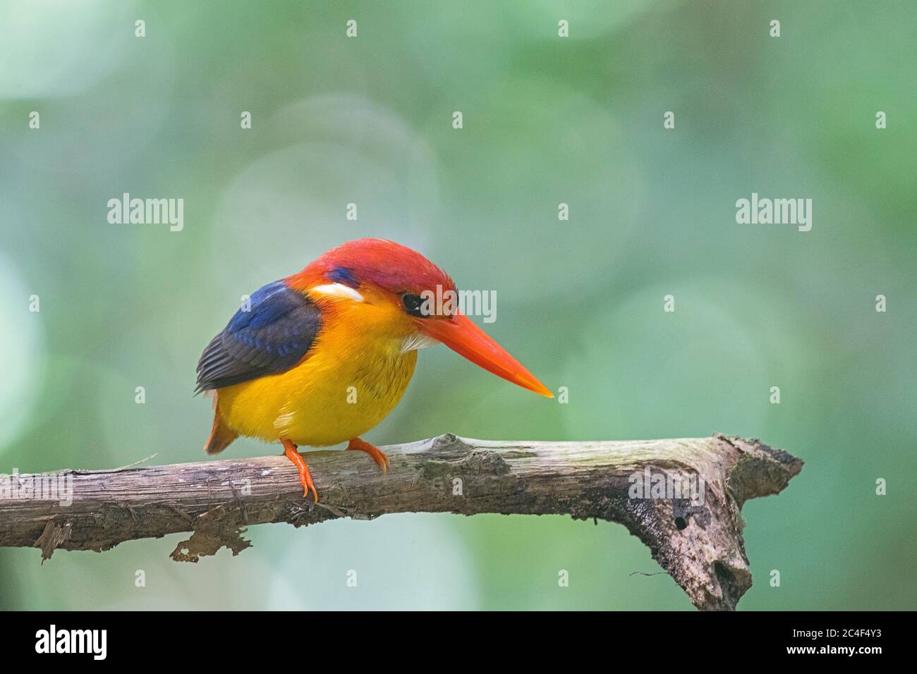Oriental dwarf kingfisher perching Stock Photo
