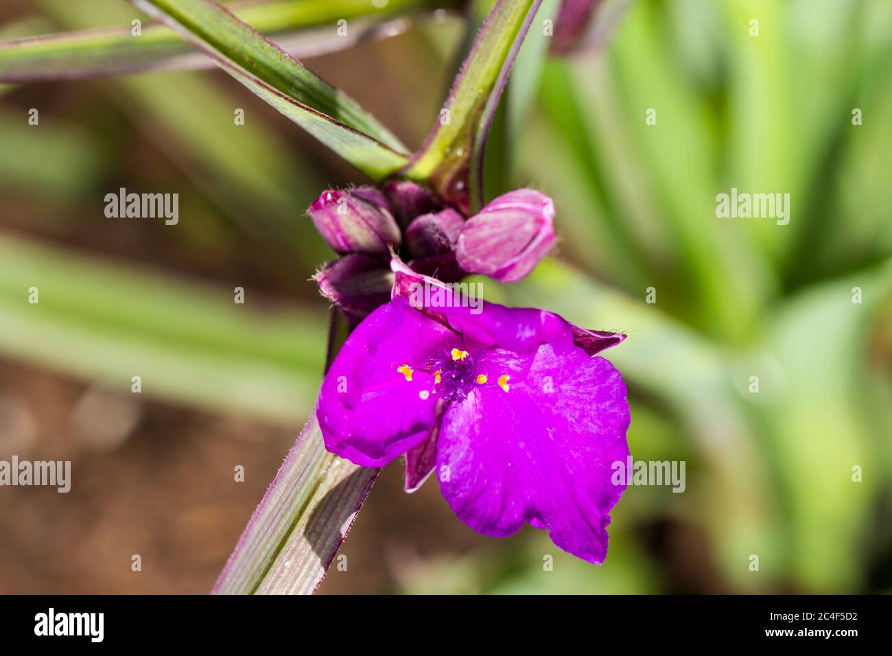 Concord grape plant hires stock photography and images Alamy