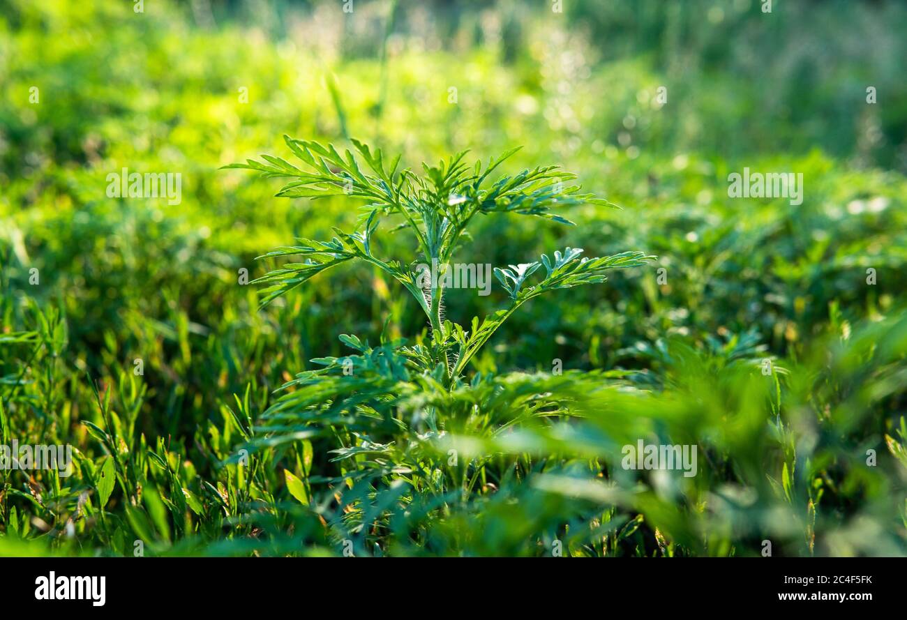 dog ragweed allergy treatment