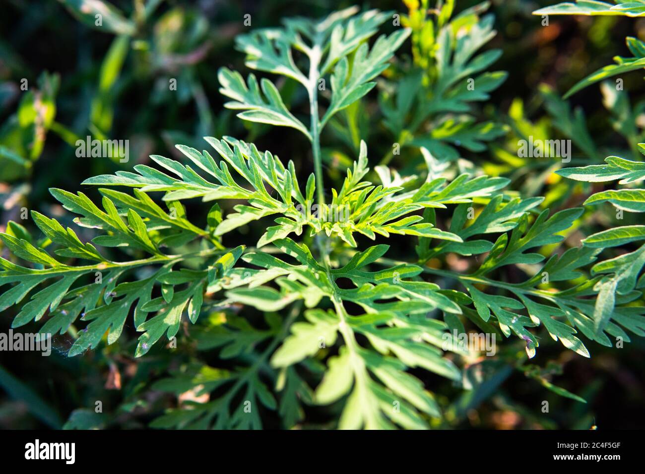 Ragweed allergy causing grass. Ragweed Allergies in dogs, symptoms & treatment Stock Photo Alamy