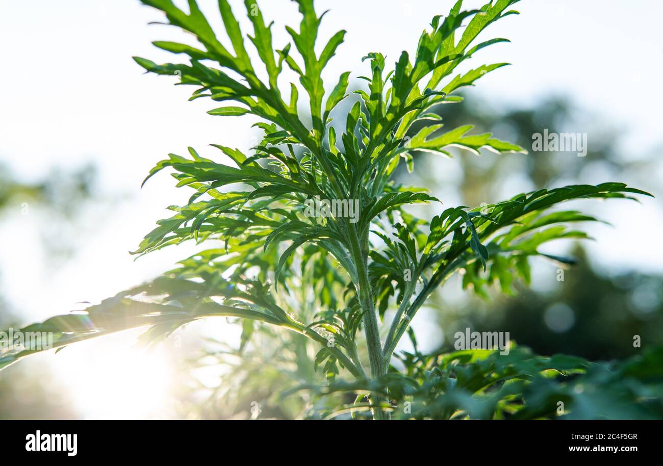 Ragweed allergy causing grass. Ragweed Allergies in dogs, symptoms & treatment Stock Photo Alamy
