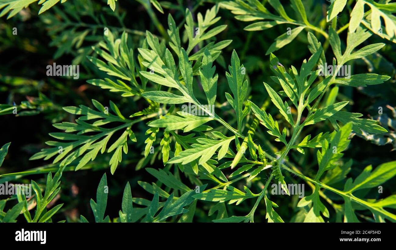 Ragweed allergy causing grass. Ragweed Allergies in dogs, symptoms & treatment Stock Photo Alamy
