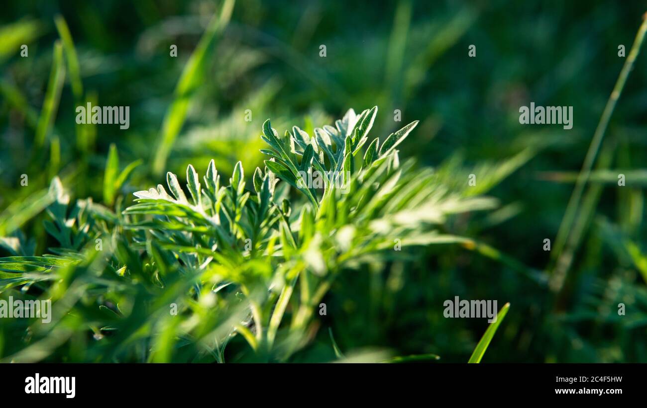 Ragweed allergy causing grass. Ragweed Allergies in dogs, symptoms & treatment Stock Photo Alamy