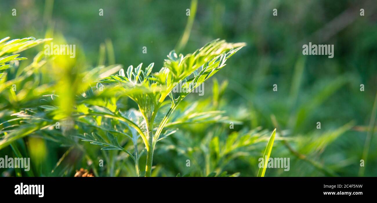 dog ragweed allergy treatment