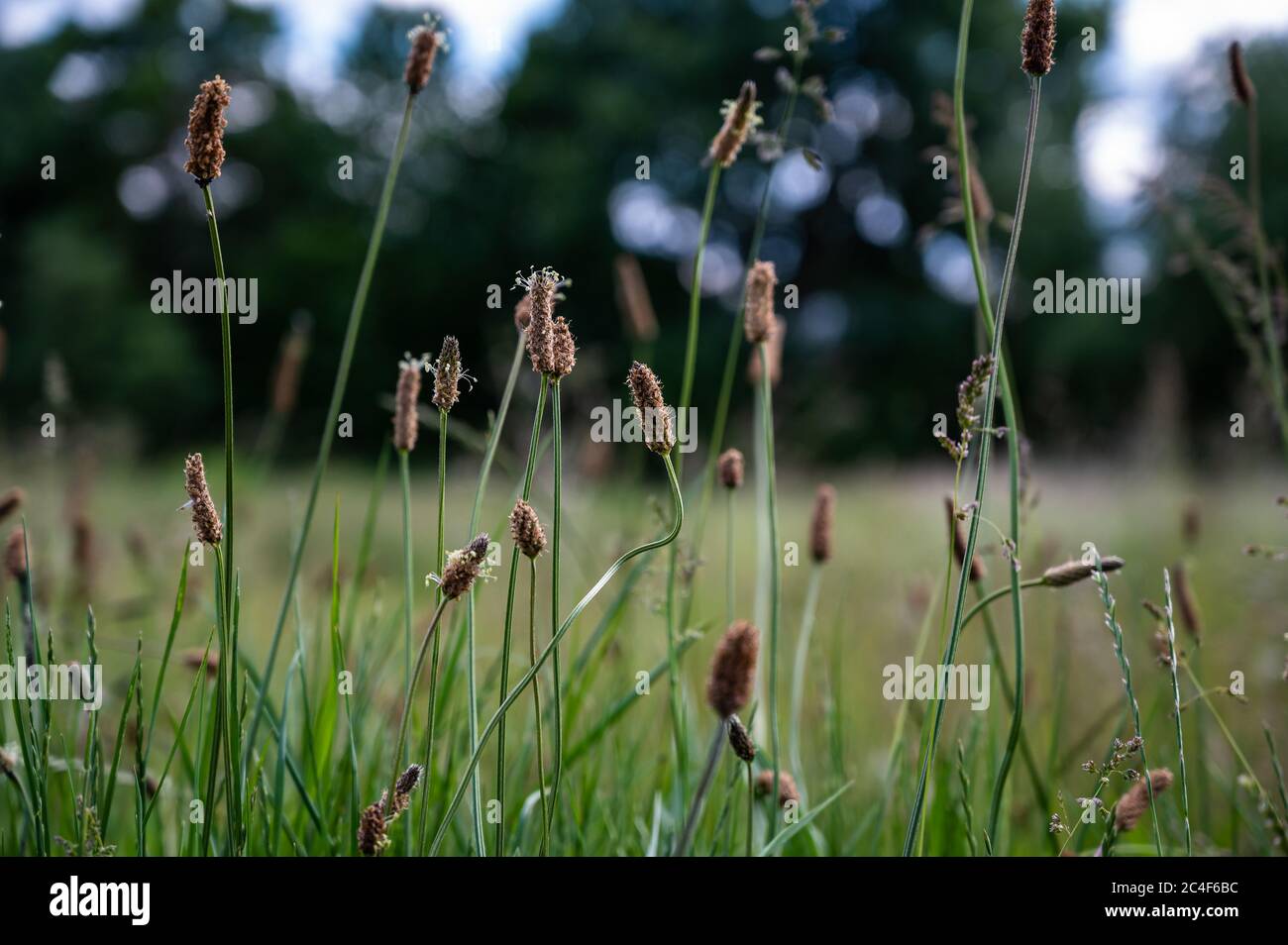 Selective focus of eleocharis palustris in a field under the sunlight with a blurry background Stock Photo